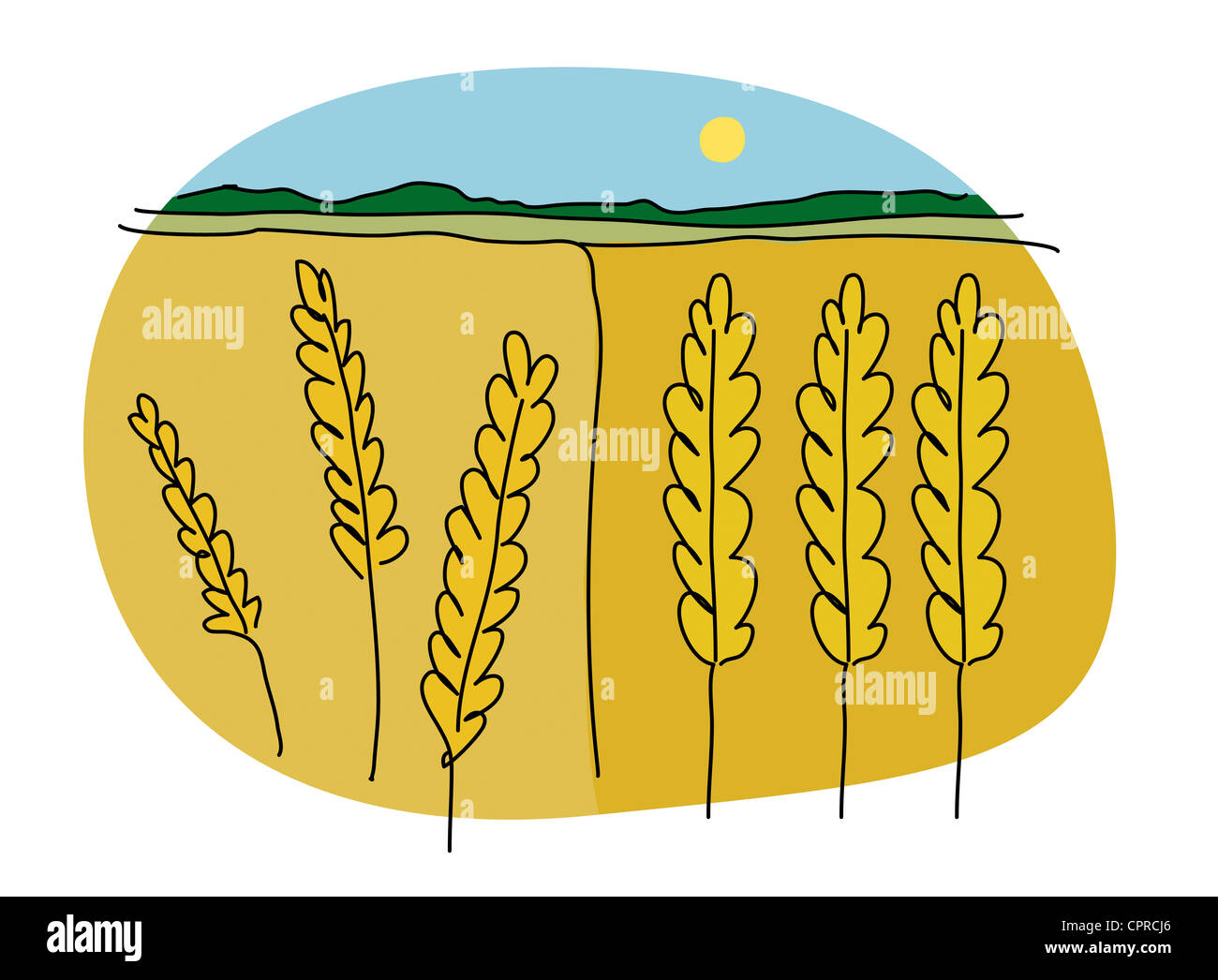 Two fields of ripe wheat next to one another. Stock Photo