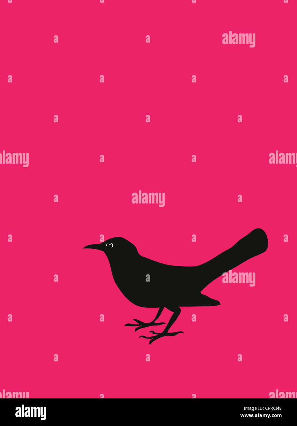 One blackbird on a pink background. Stock Photo