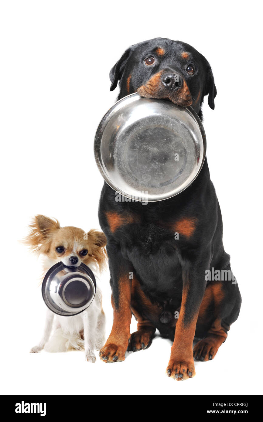 portrait of a cute purebred rottweiler and chihuahua and his food bowl Stock Photo