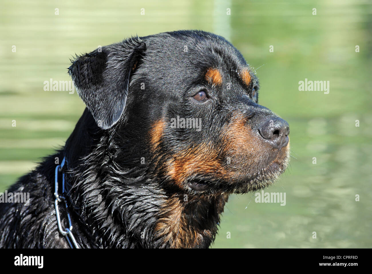 Rottweiler in a river hi-res stock photography and images - Alamy