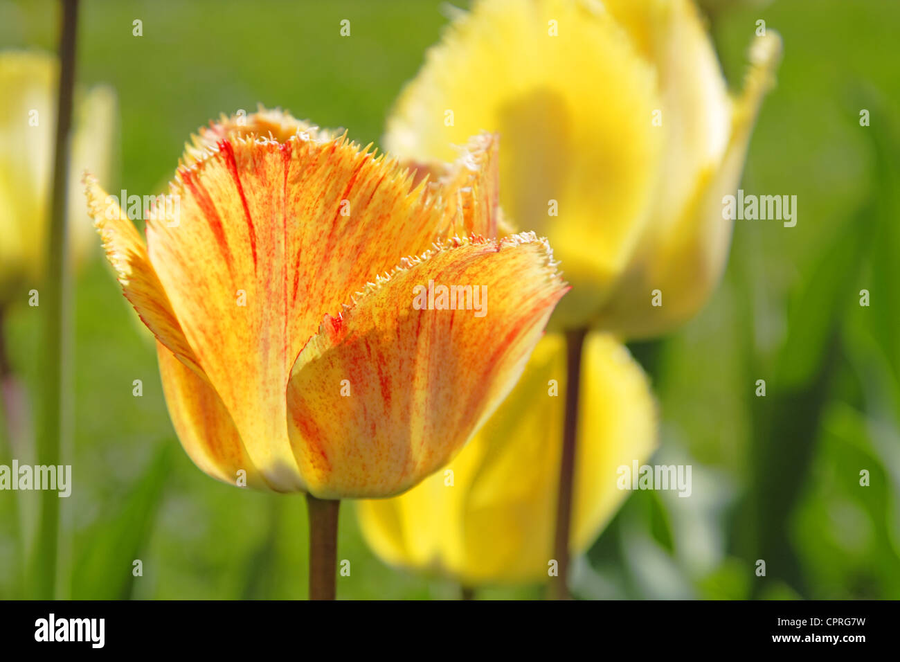 Beautiful colorful tulips in a botanical garden Stock Photo - Alamy