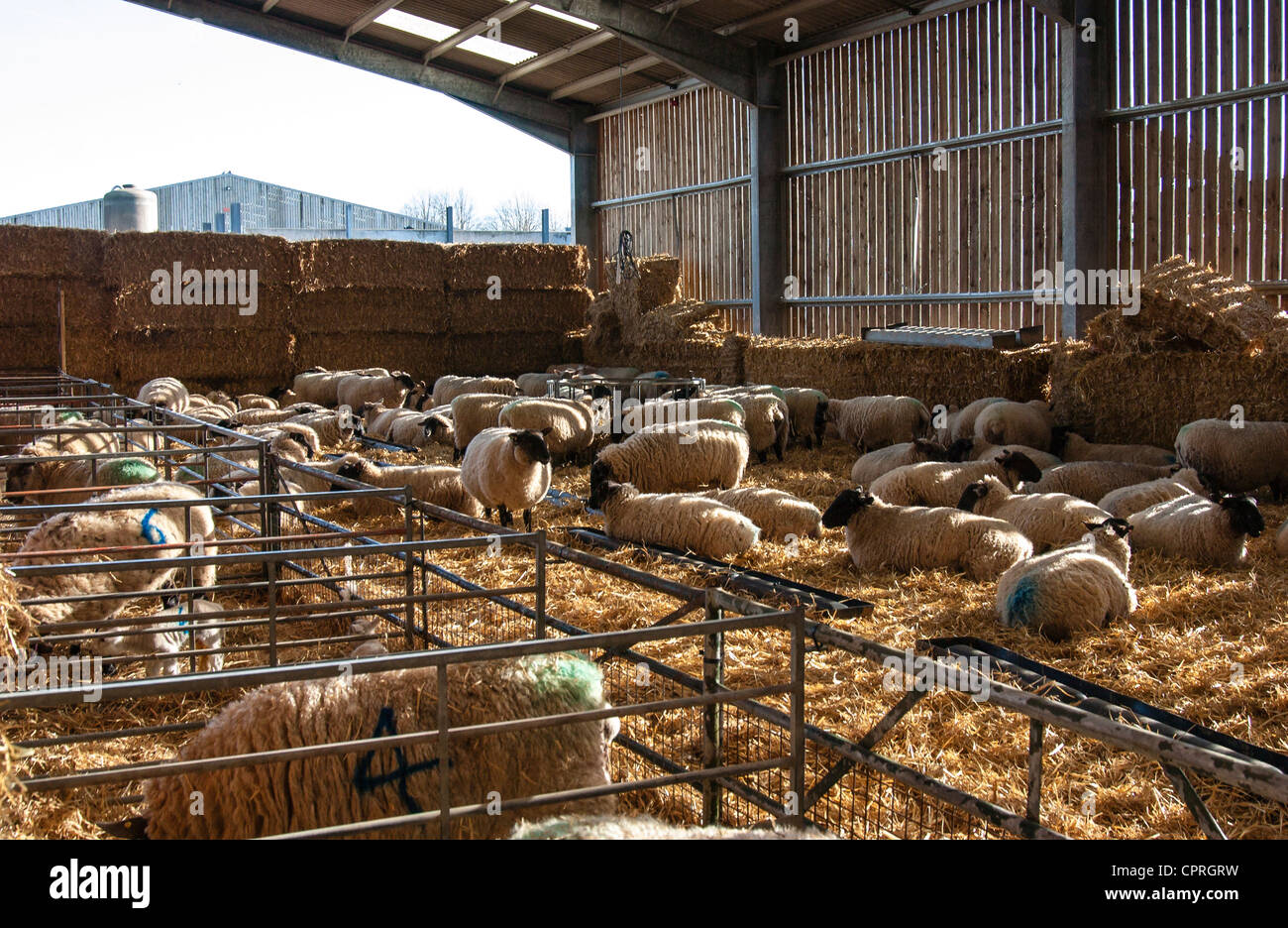 Sheep in winter quarters bedded on hay during lambing season at Sparsholt Agriculture College near Winchester in Hampshire. Stock Photo