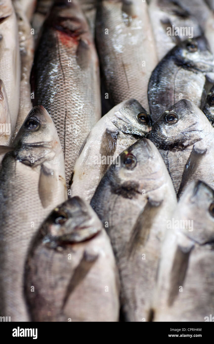 Fish market Zadar Croatia Stock Photo Alamy