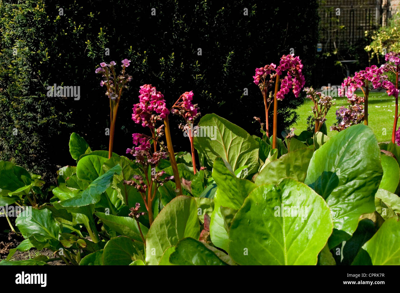 Close up of pink bergenia flowers flowering flower in spring garden England UK United Kingdom GB Great Britain Stock Photo