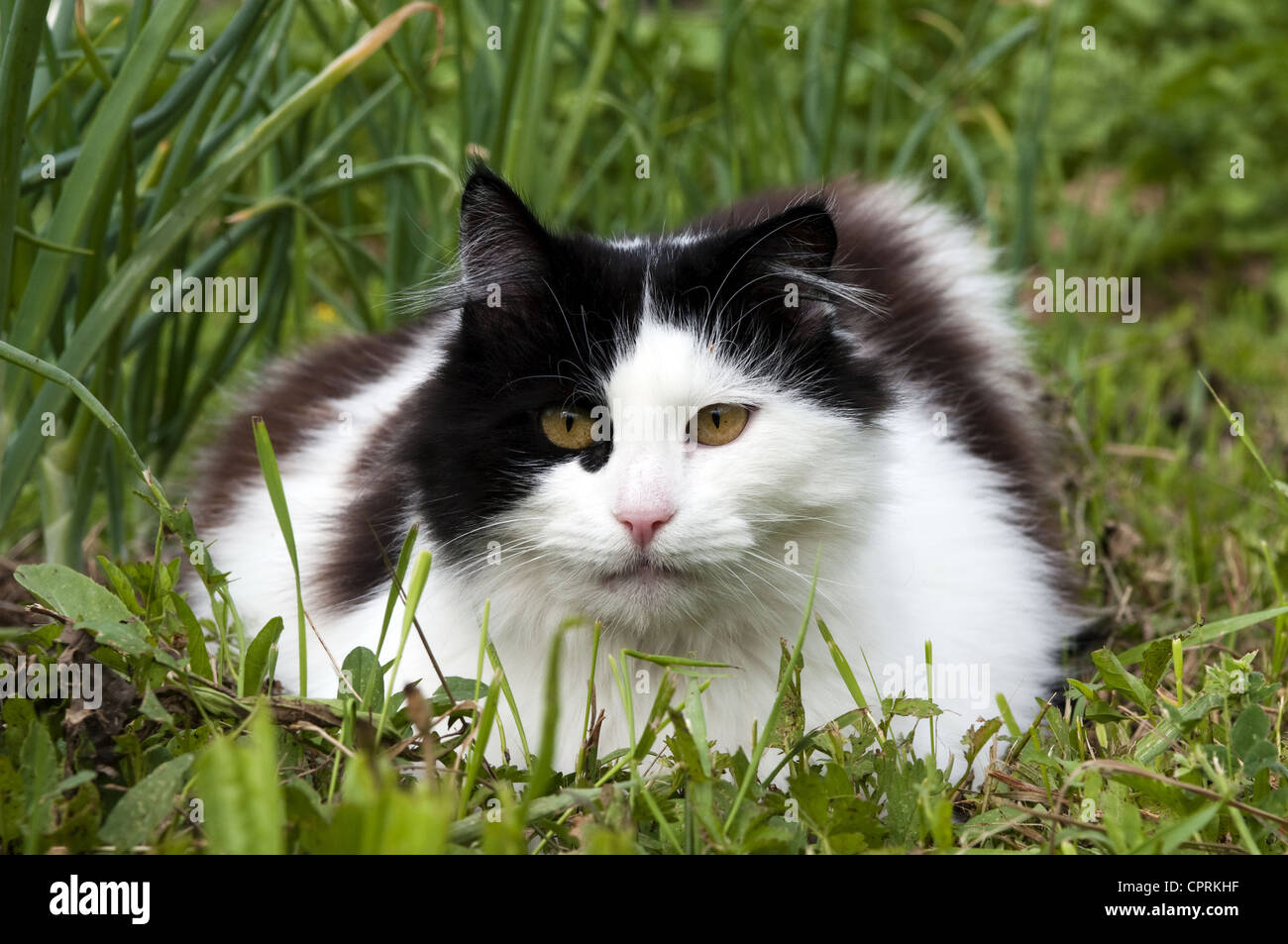 black and white cat in the grass Stock Photo - Alamy