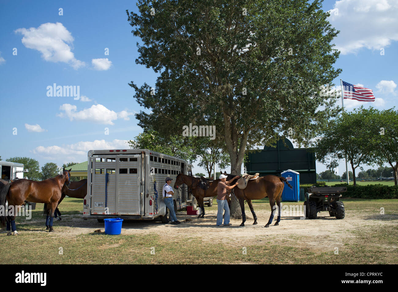 Polo ponies being prepared during a match day at The Villages Polo Club ...