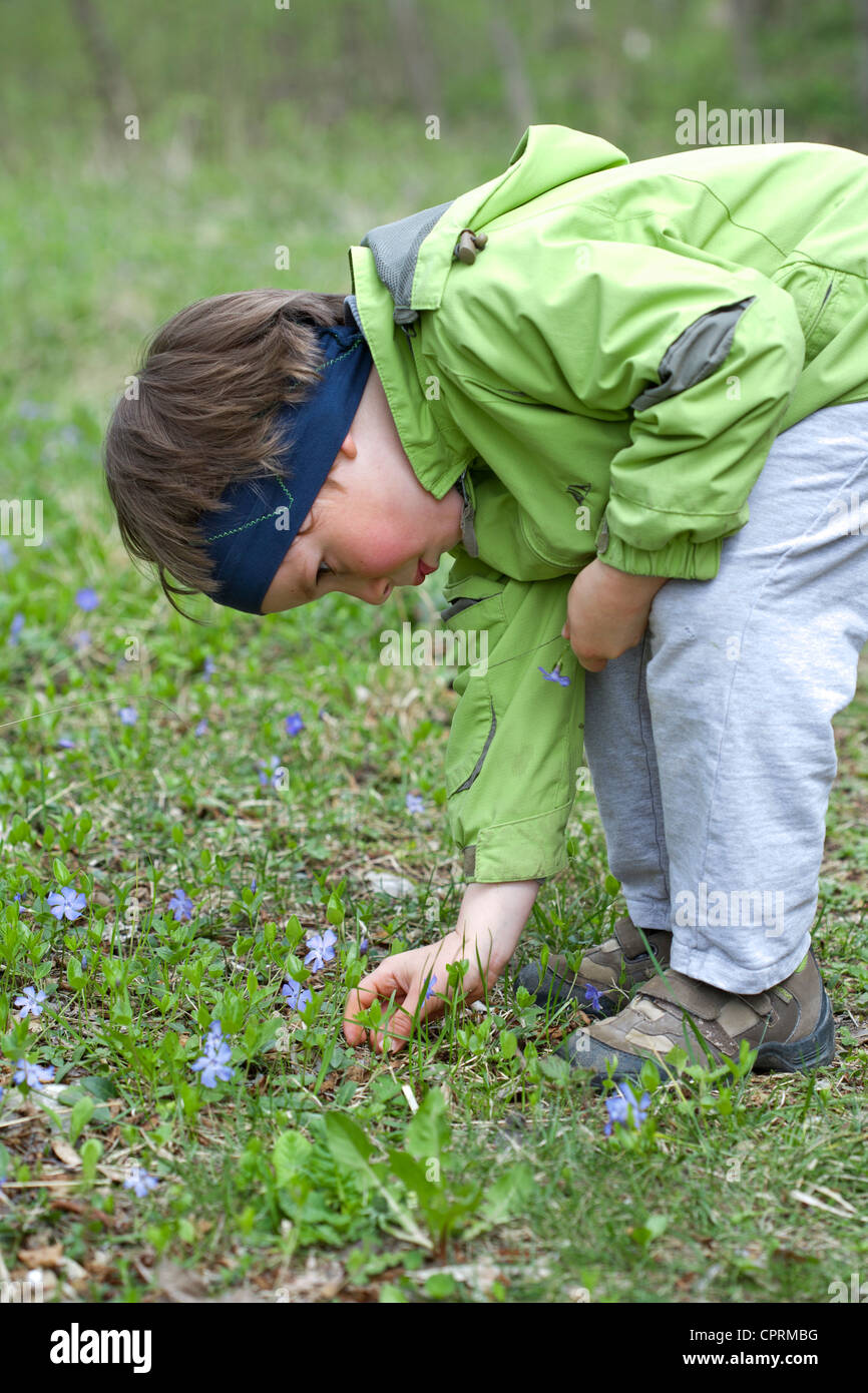 Boy picking wild flowers early in the spring Stock Photo Alamy