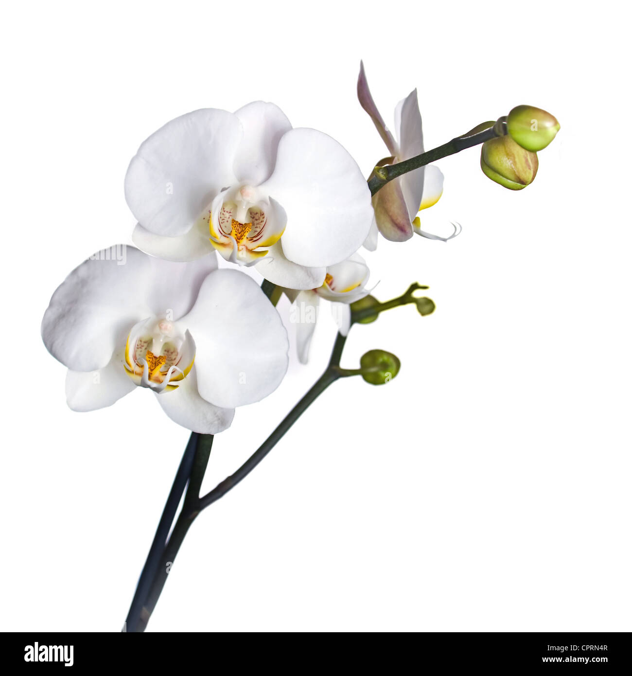 White orchid flower isolated on white background Stock Photo - Alamy