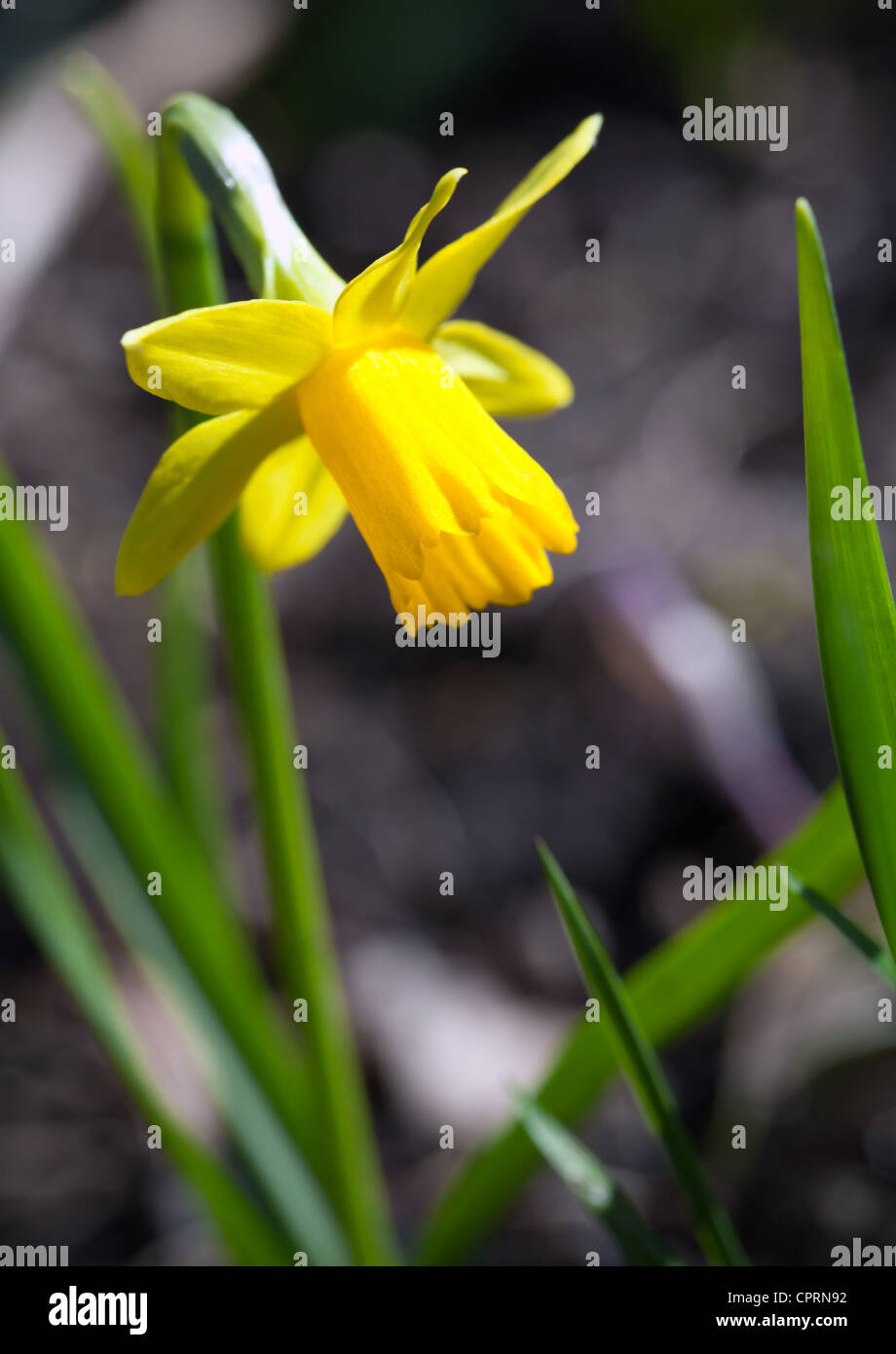 Yellow narcissus flower, closeup photo Stock Photo Alamy