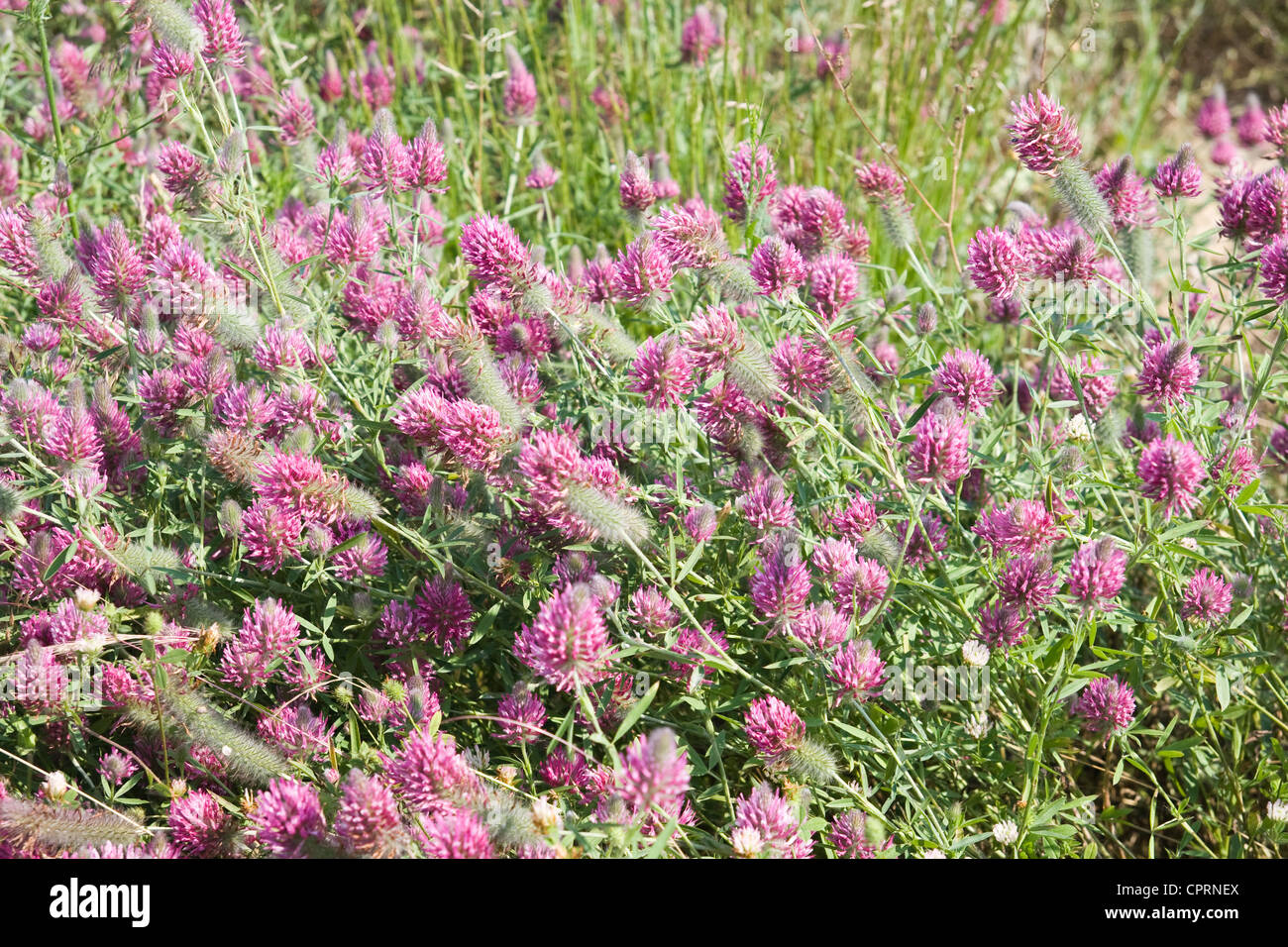 red flower clover on the meadow Stock Photo
