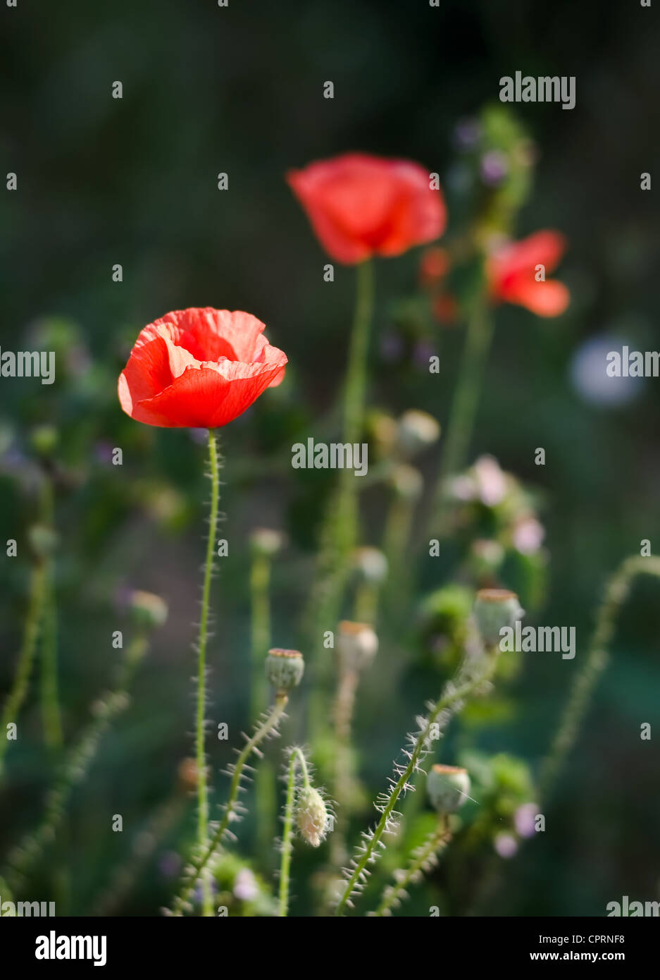 Wild bright red poppies on the evenings field Stock Photo