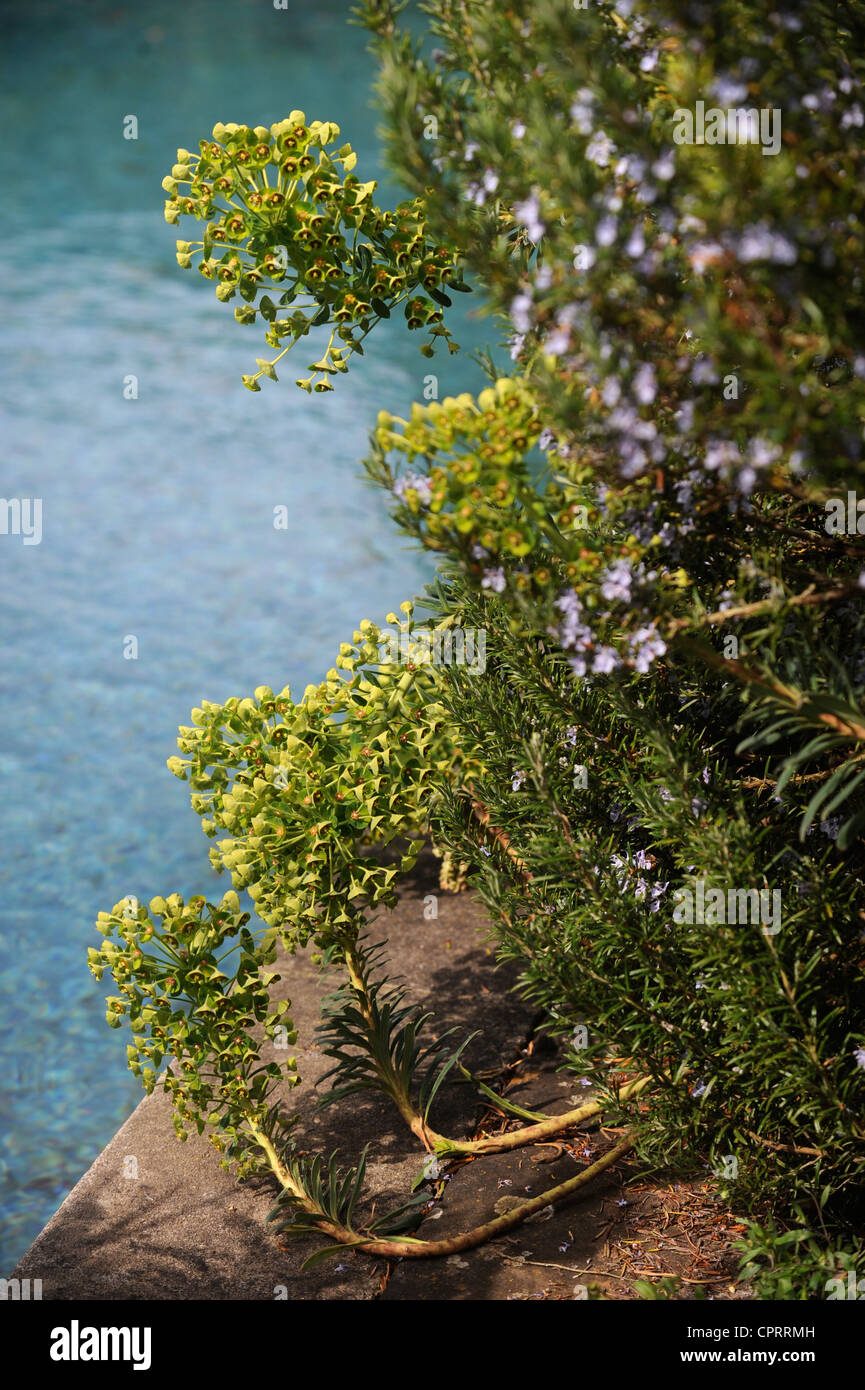 A Rosemary bush with Spurge protruding by a water feature in an English garden UK Stock Photo