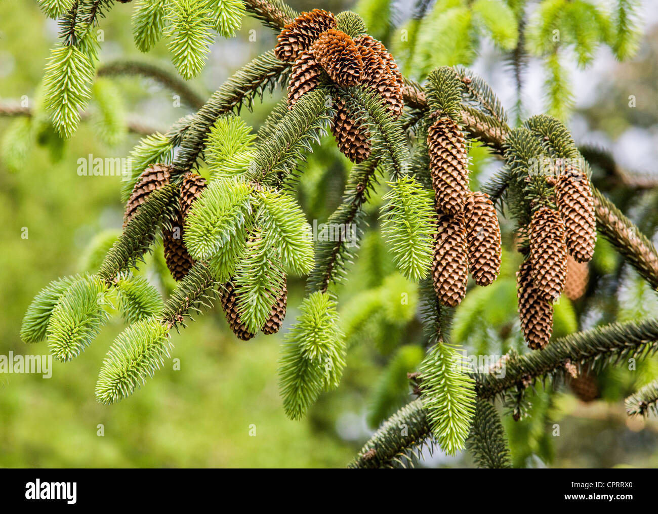 Abies Fir cones along with newly emerged green leaves in a Welsh forest Stock Photo