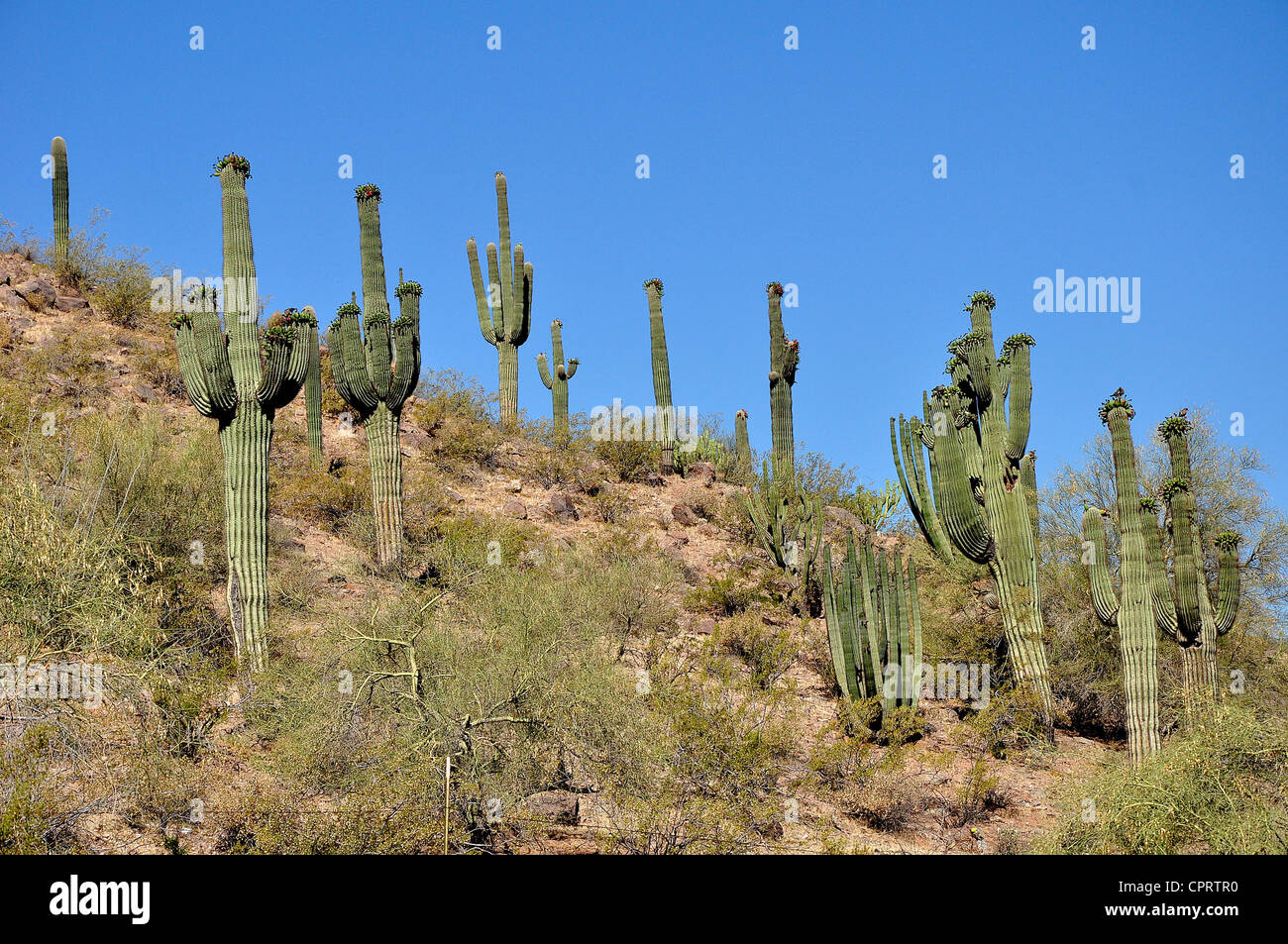 Arizona desert landscape with saguaro cactus Stock Photo - Alamy
