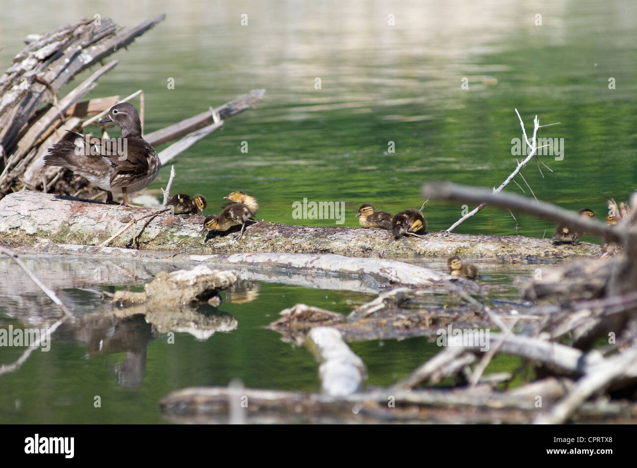 female Mandarin duck with chicks on trunk in the water Stock Photo