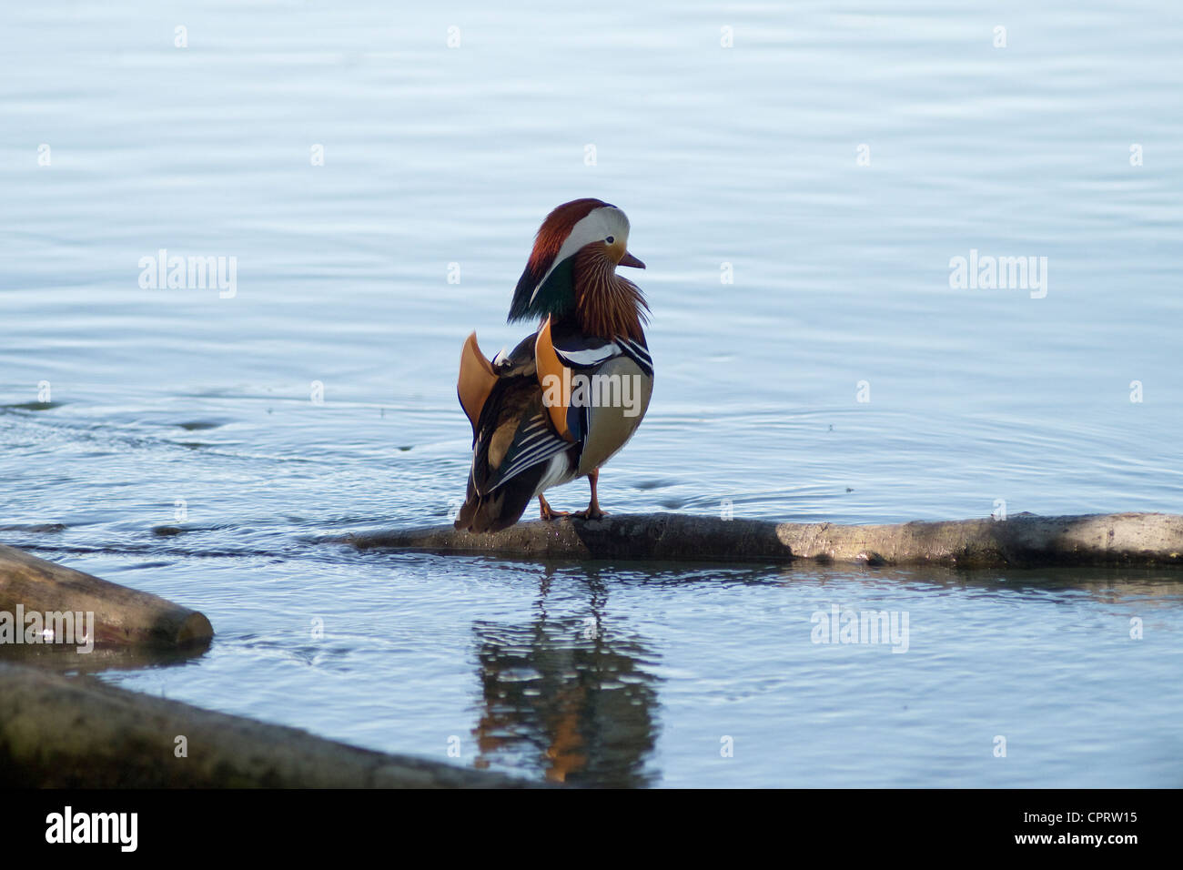 male Mandarin duck sitting on trunk in the water Stock Photo