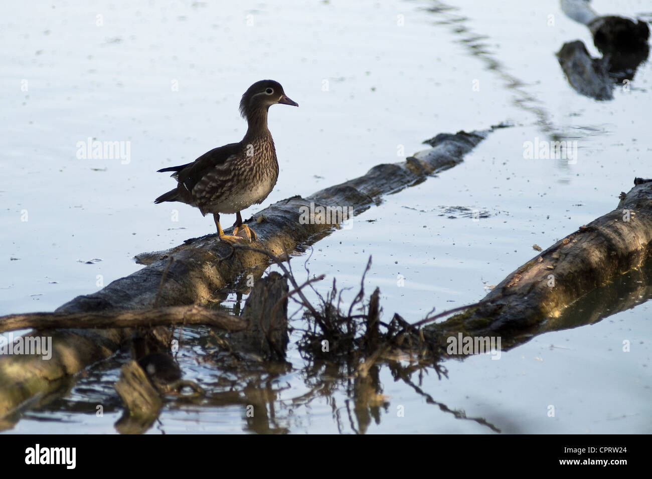 female Mandarin duck on trunk in the water Stock Photo