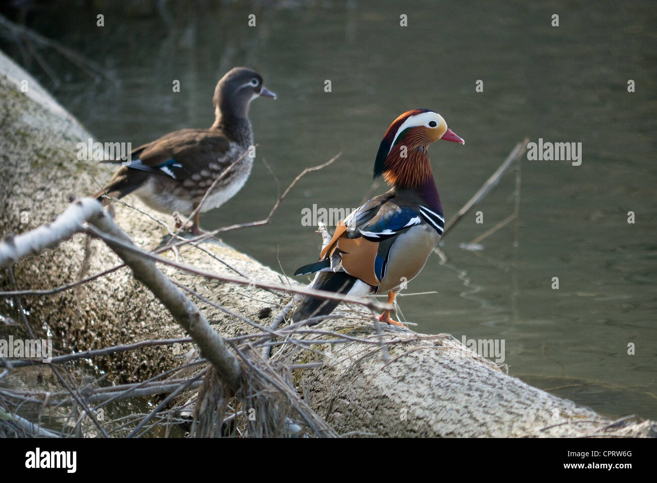 male and female Mandarin duck on trunk in the water Stock Photo