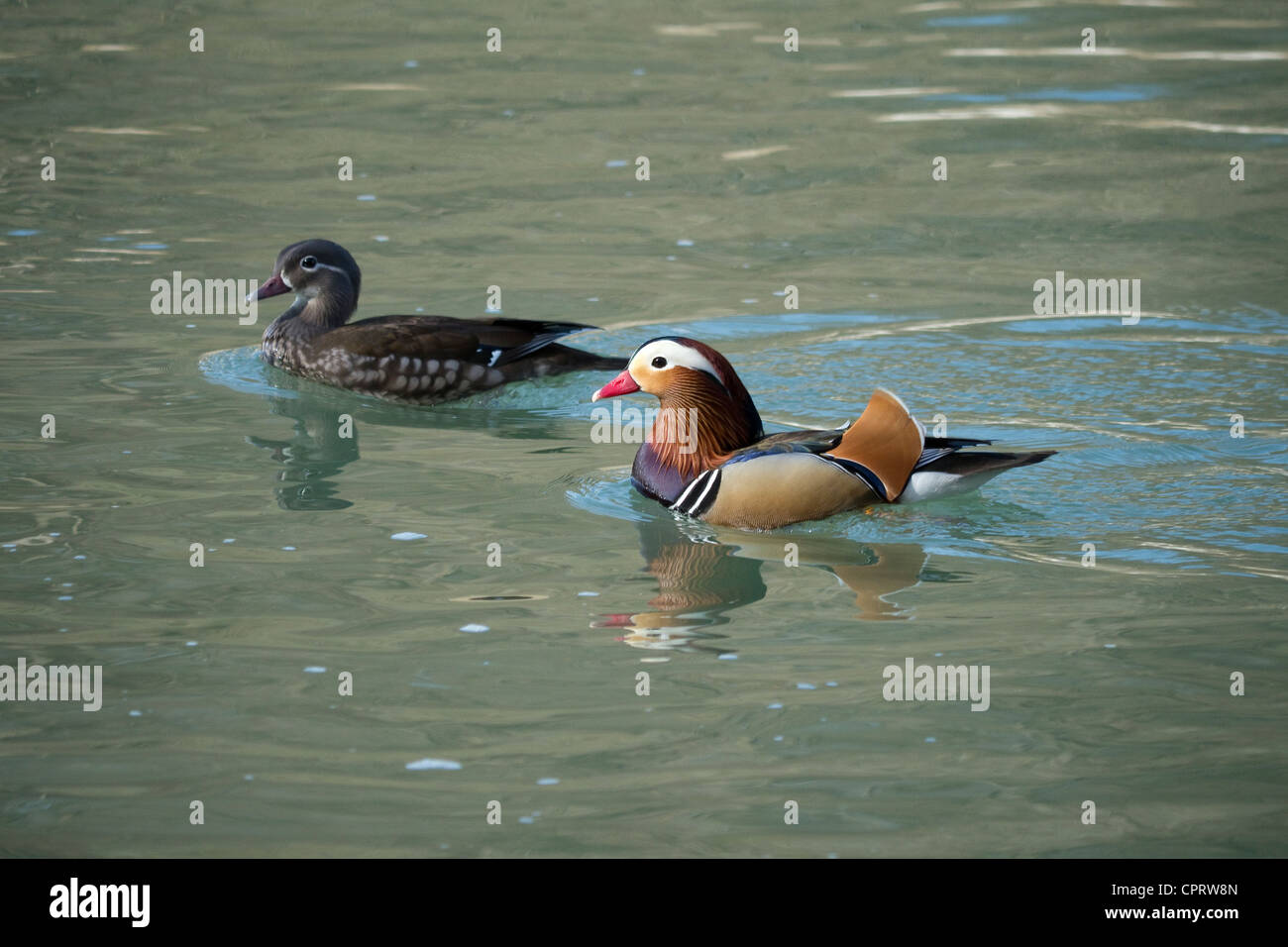 male and female Mandarin duck swimming together Stock Photo - Alamy