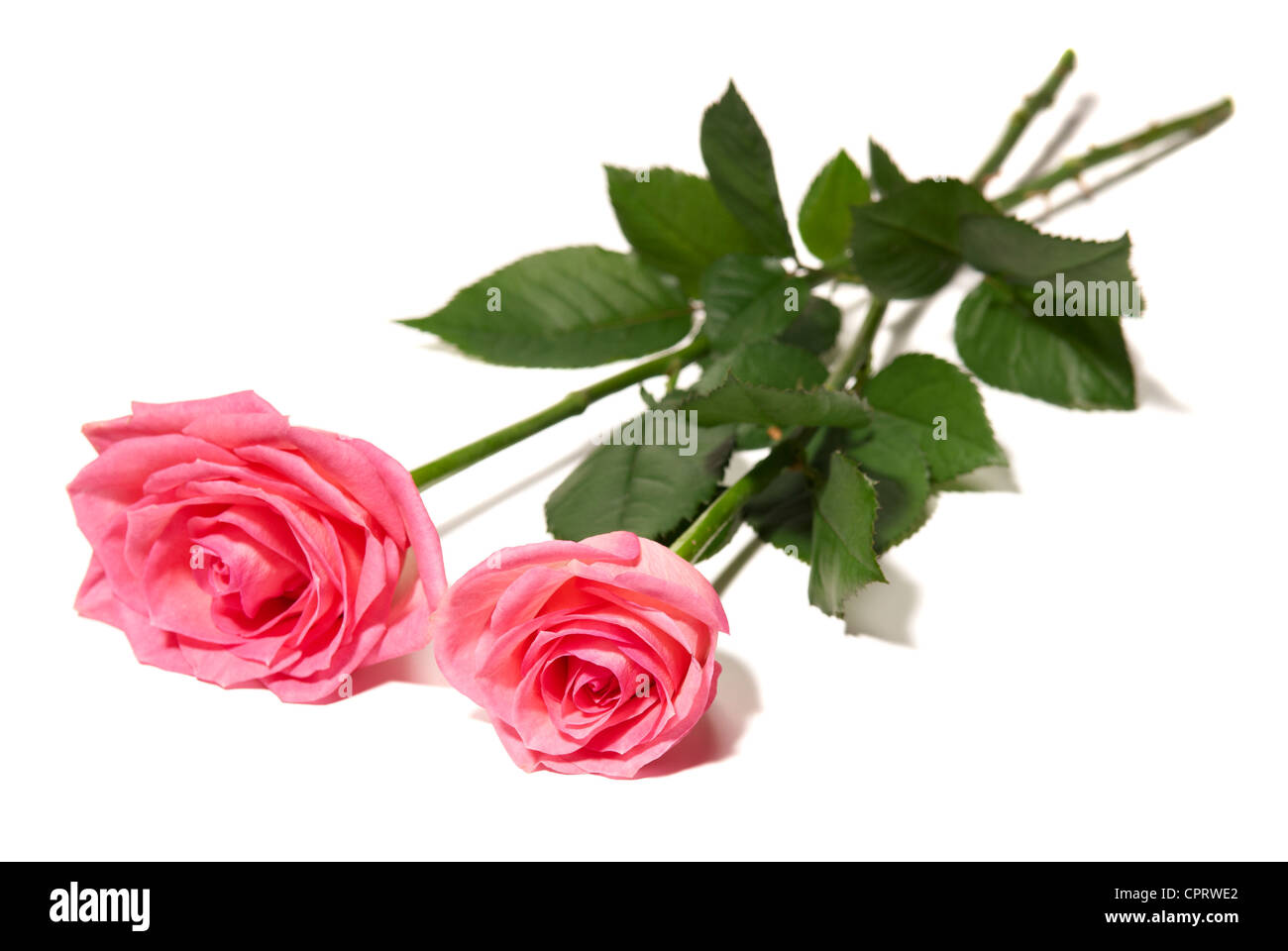 Studio shot of pink rose isolated on white background Stock Photo - Alamy