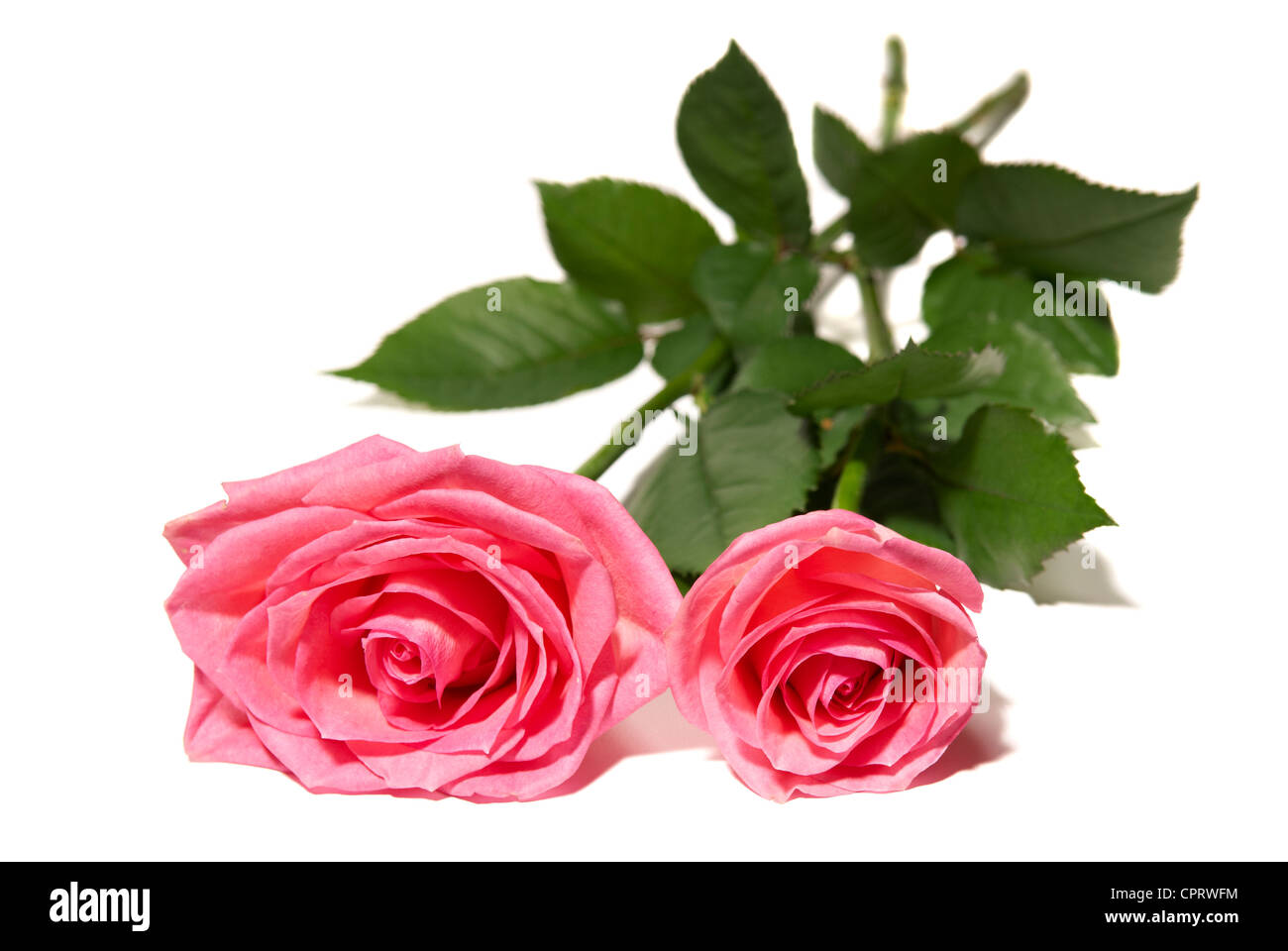 Studio shot of pink rose isolated on white background Stock Photo - Alamy