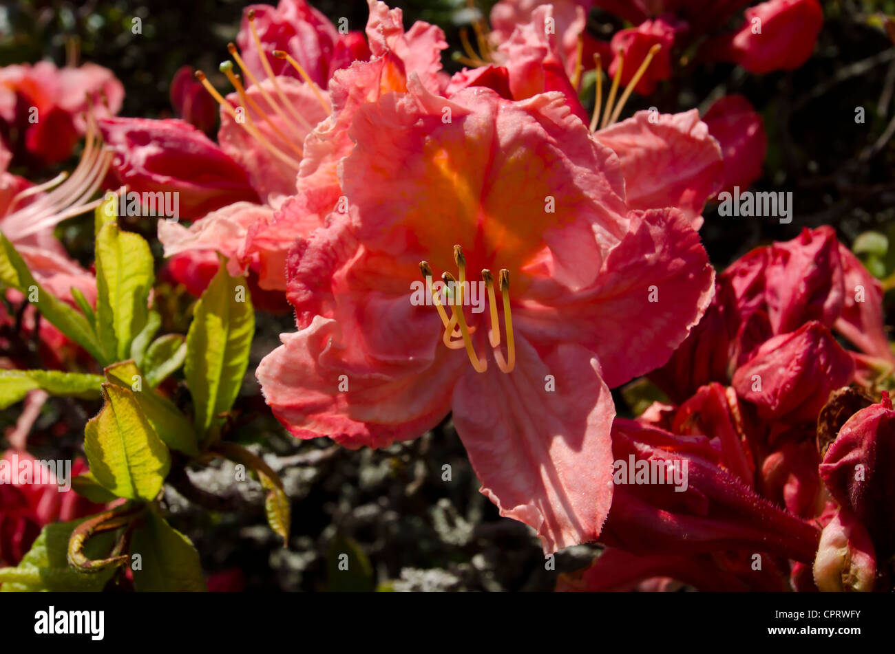Close-up of rhododendron flowers Stock Photo - Alamy