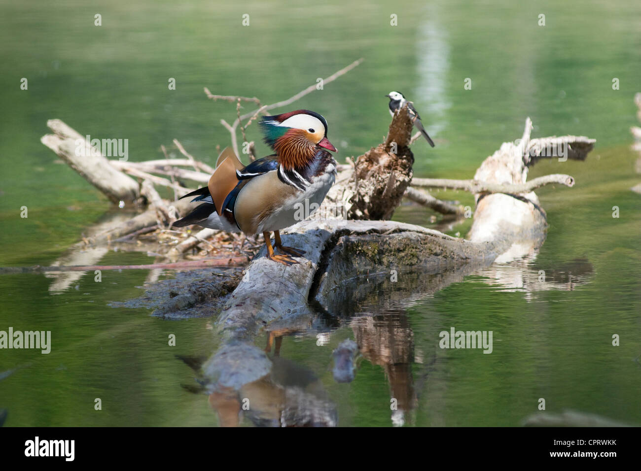male Mandarin duck and small bird sitting on trunk in the water Stock Photo