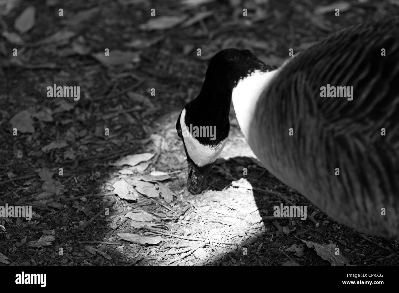 B&W, goose, shadows, light, ground Stock Photo