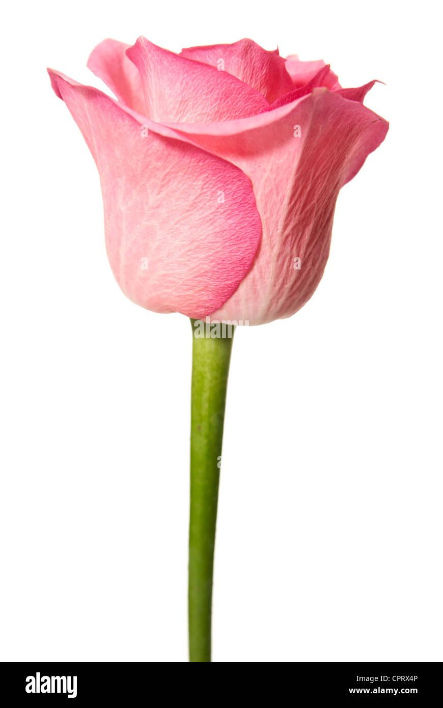 Studio shot of pink rose isolated on white background Stock Photo - Alamy
