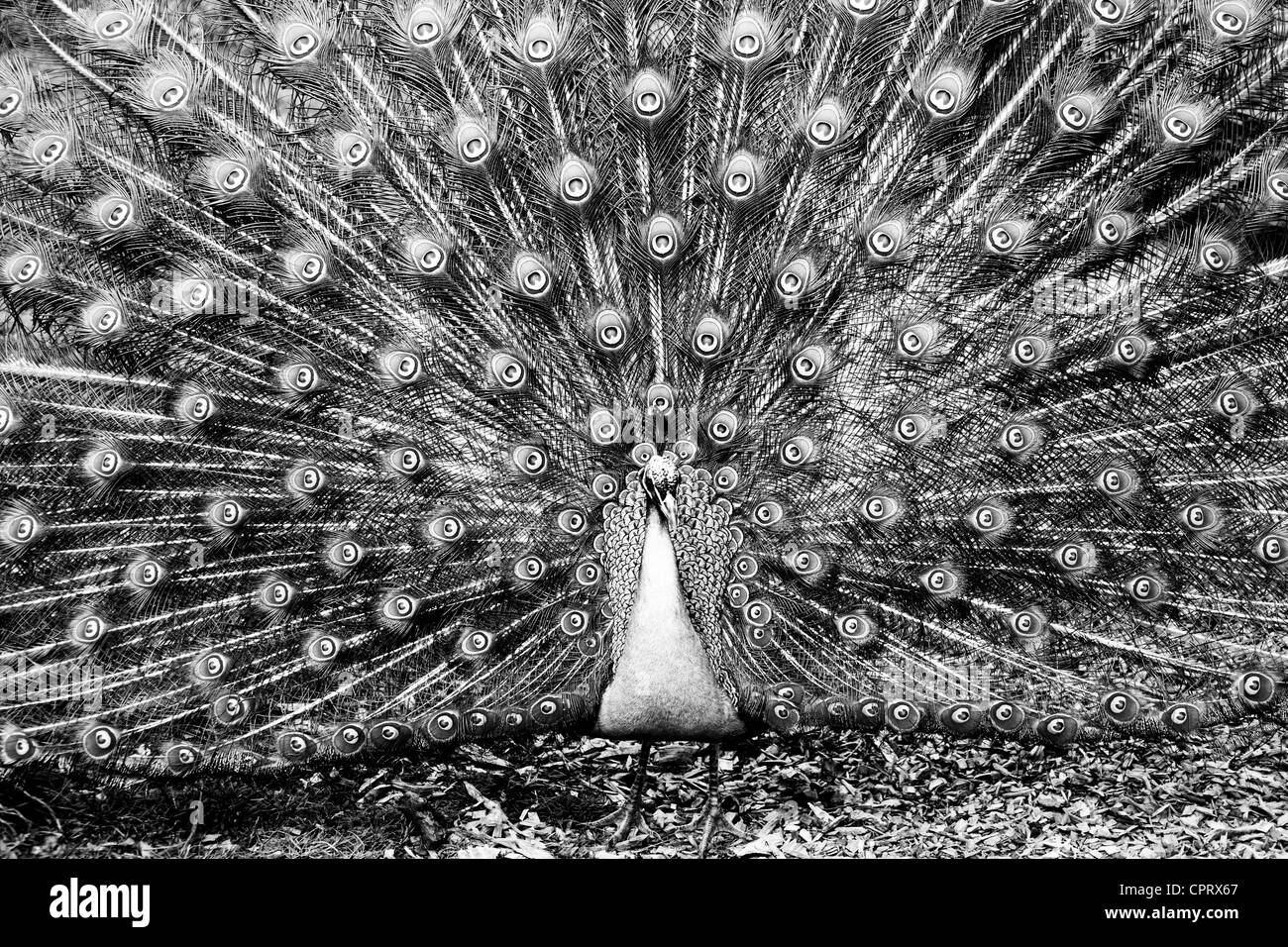 peacock, male, Cock, Bird, B&W Stock Photo Alamy