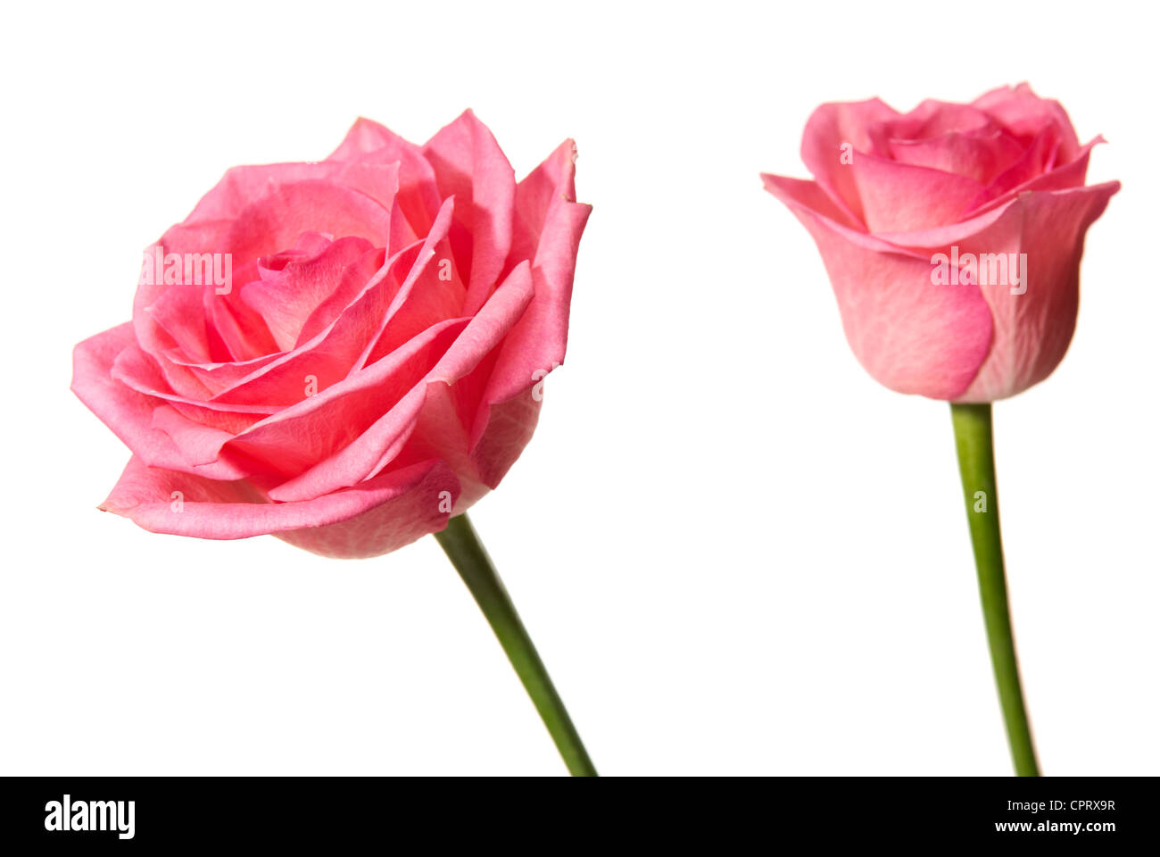 Studio shot of pink rose isolated on white background Stock Photo - Alamy