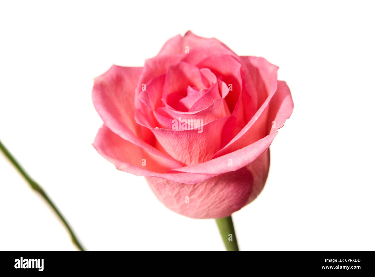 Studio shot of pink rose isolated on white background. Stock Photo