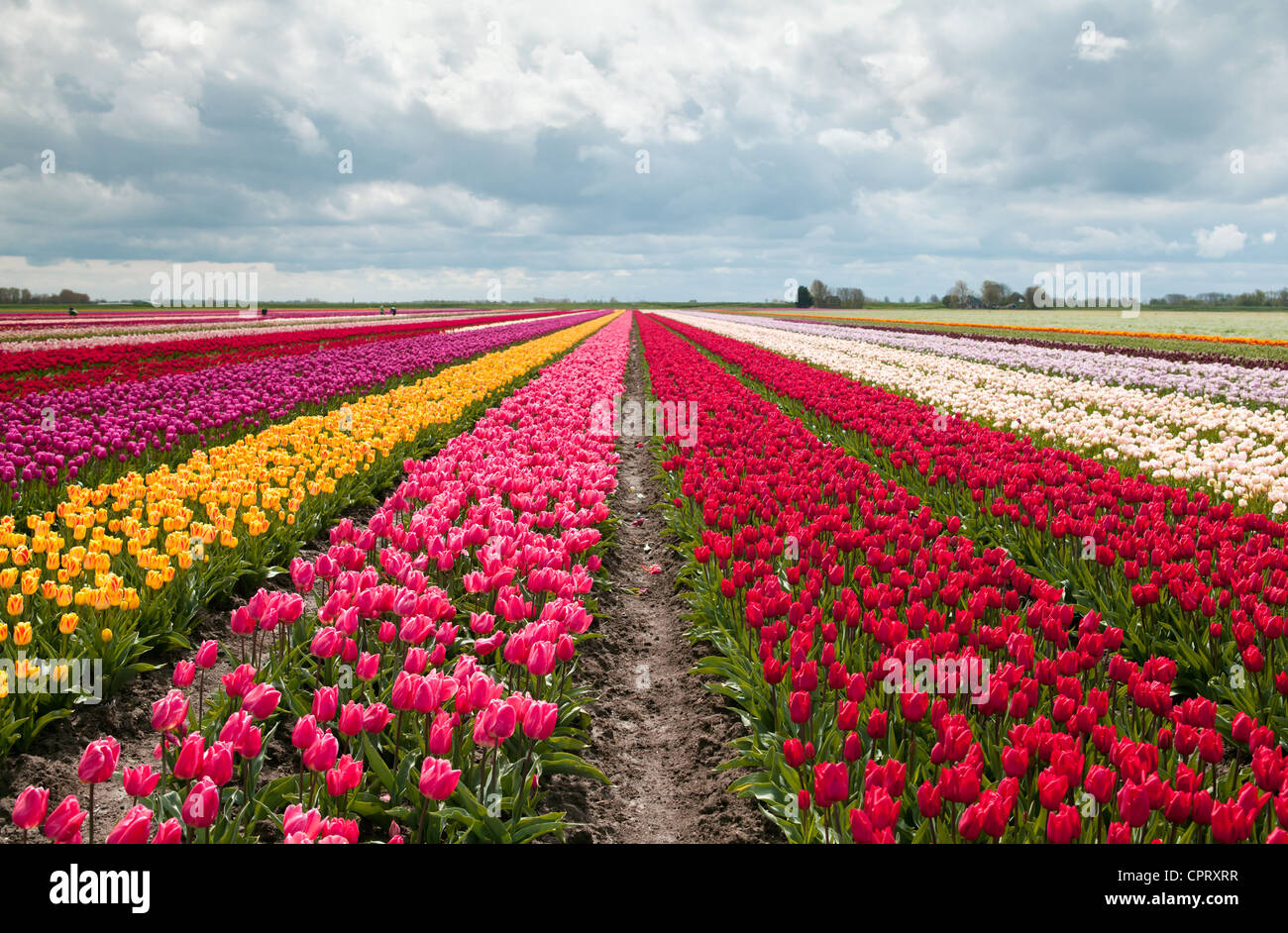 pink, red and orange tulip field in North Holland during spring Stock Photo