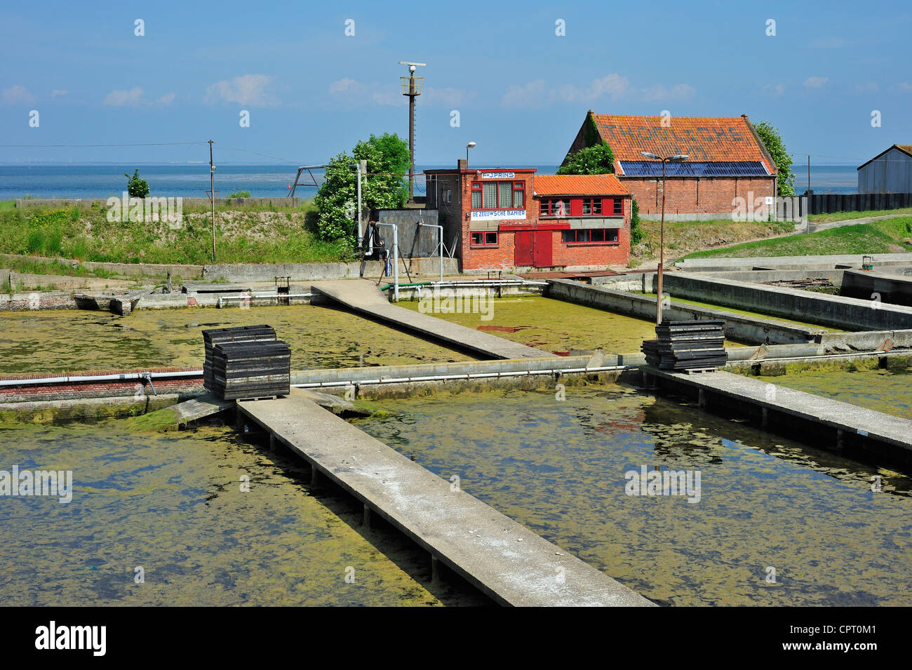 Oyster pits at Yerseke along the Oosterschelde / Eastern Scheldt, known for its aquaculture in Zealand, the Netherlands Stock Photo