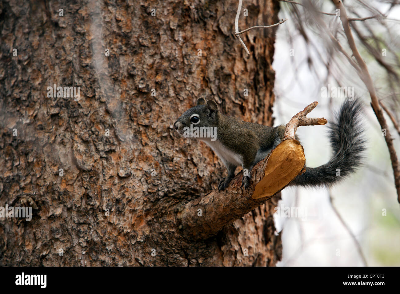 Western Gray Squirrel Gore Creek Vail, Colorado USA Stock Photo Alamy