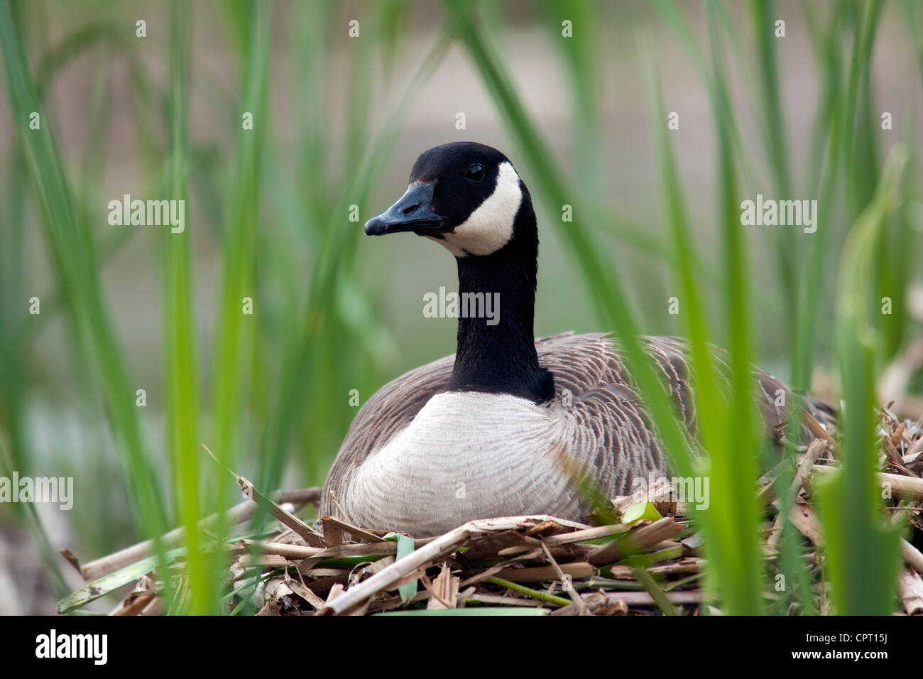 Valley wetlands hi res stock photography and images Page 8 Alamy