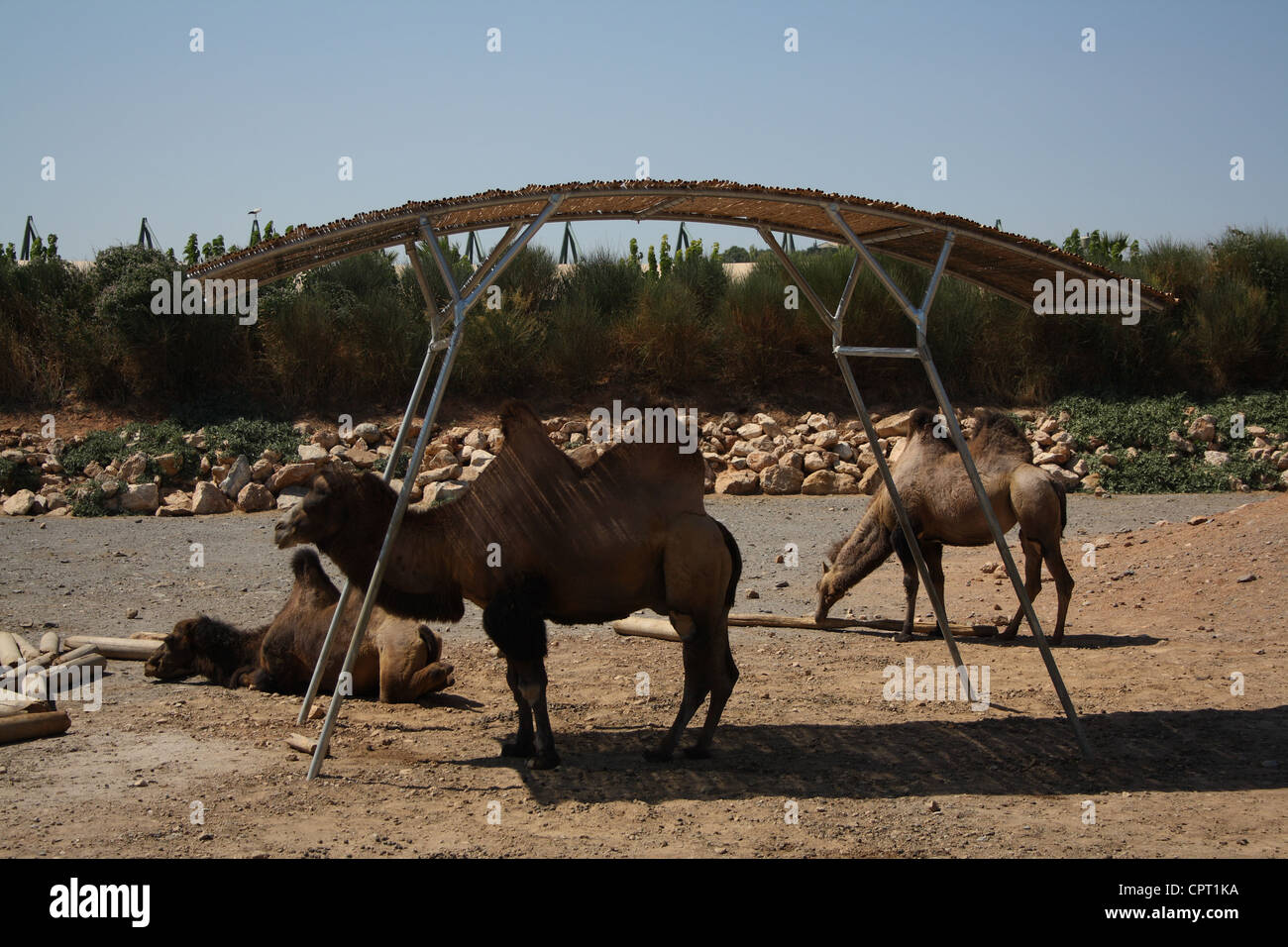 Camel shelter hires stock photography and images Alamy