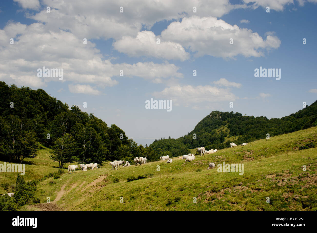Foothills of the pyrenees hi-res stock photography and images - Alamy