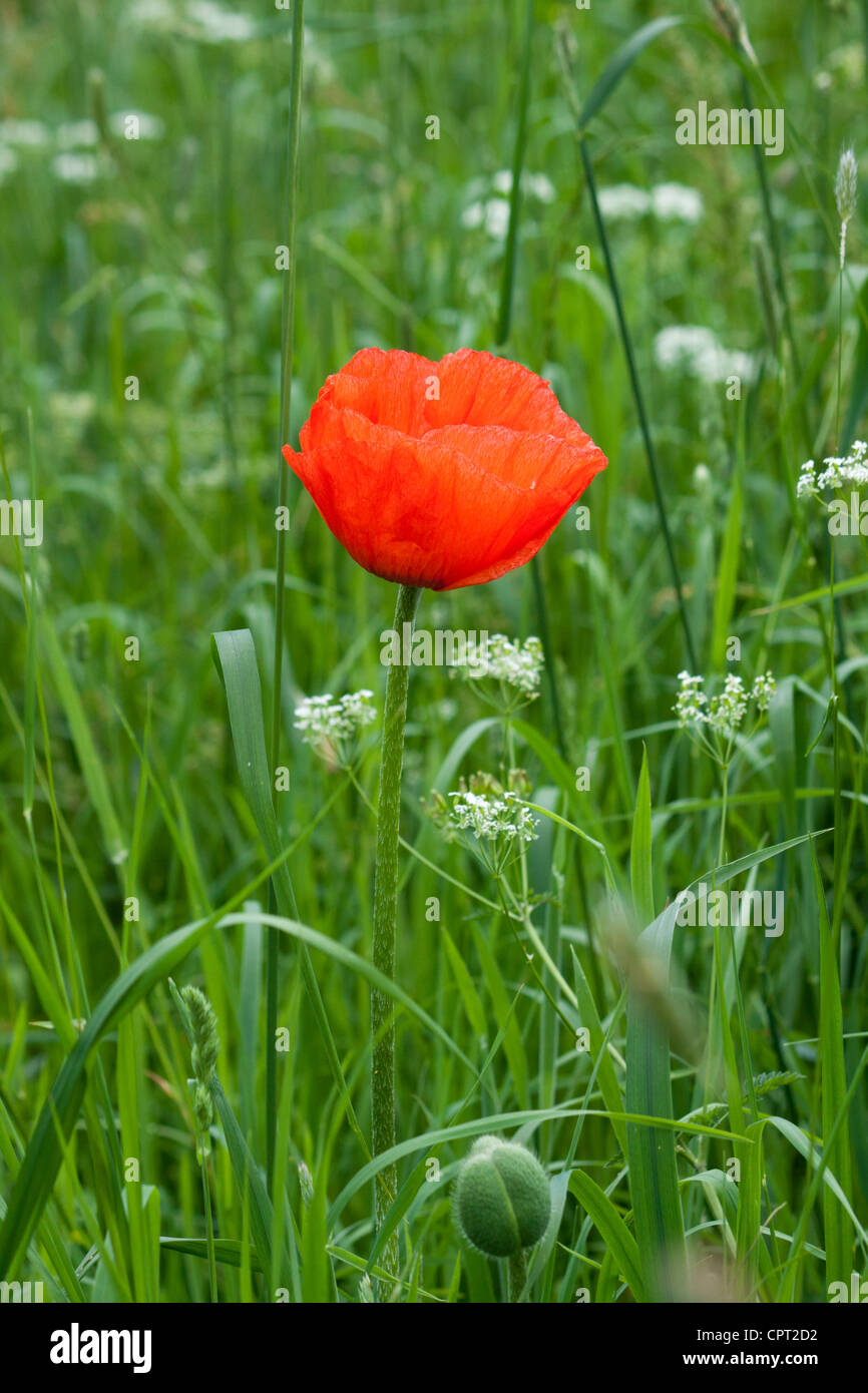 Stand-alone single red common poppy - Papaver rhoeas Stock Photo