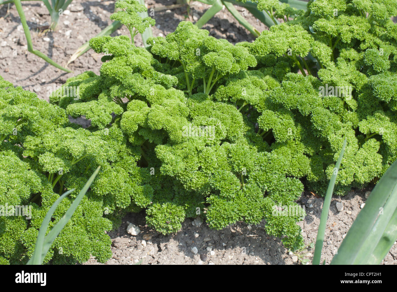 Garden - curly leaf parsley Stock Photo