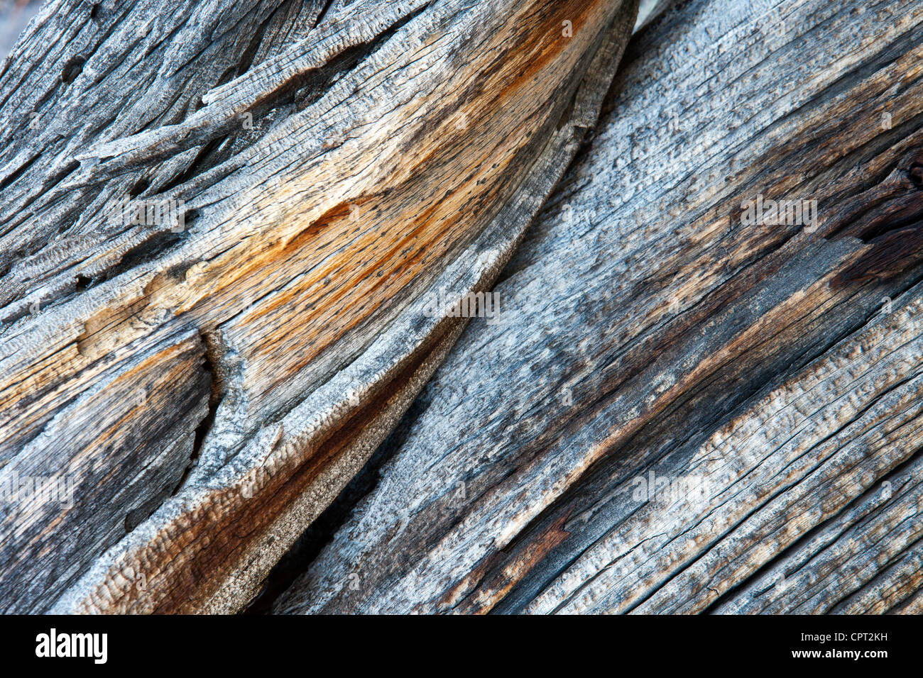 Tree Bark Patterns -  Rocky Mountain National Park  - Estes Park, Colorado USA Stock Photo