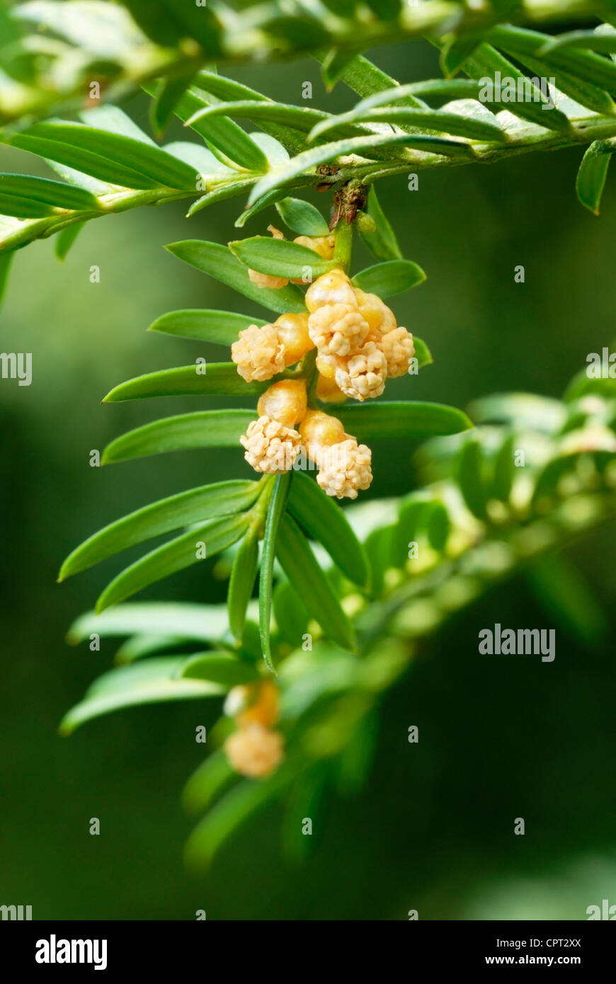 Taxus baccata, male flowers of the Yew tree, Wales, UK Stock Photo