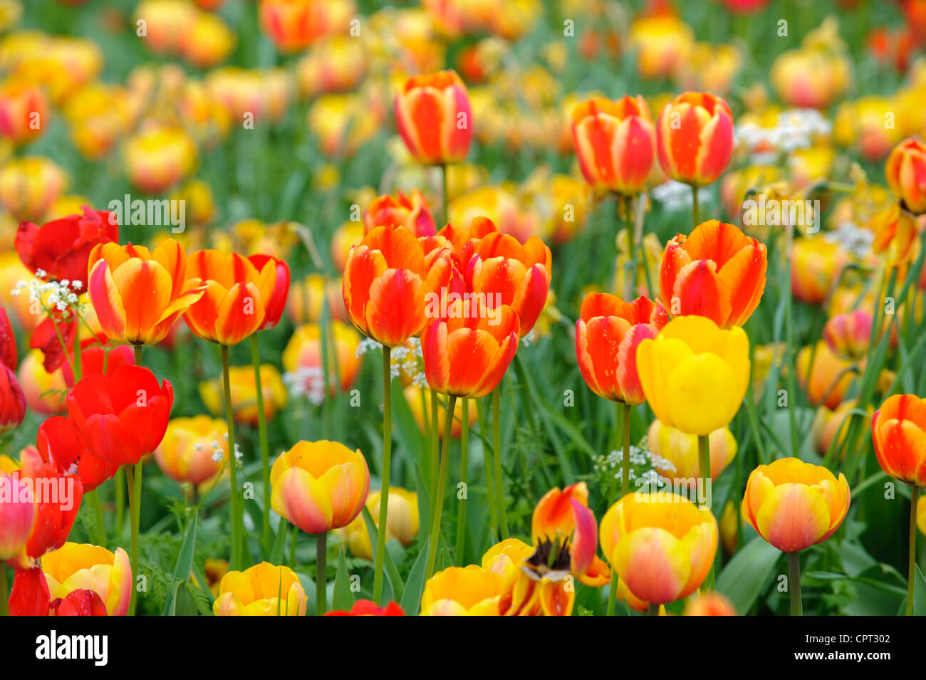 tulip flower in garden Stock Photo Alamy