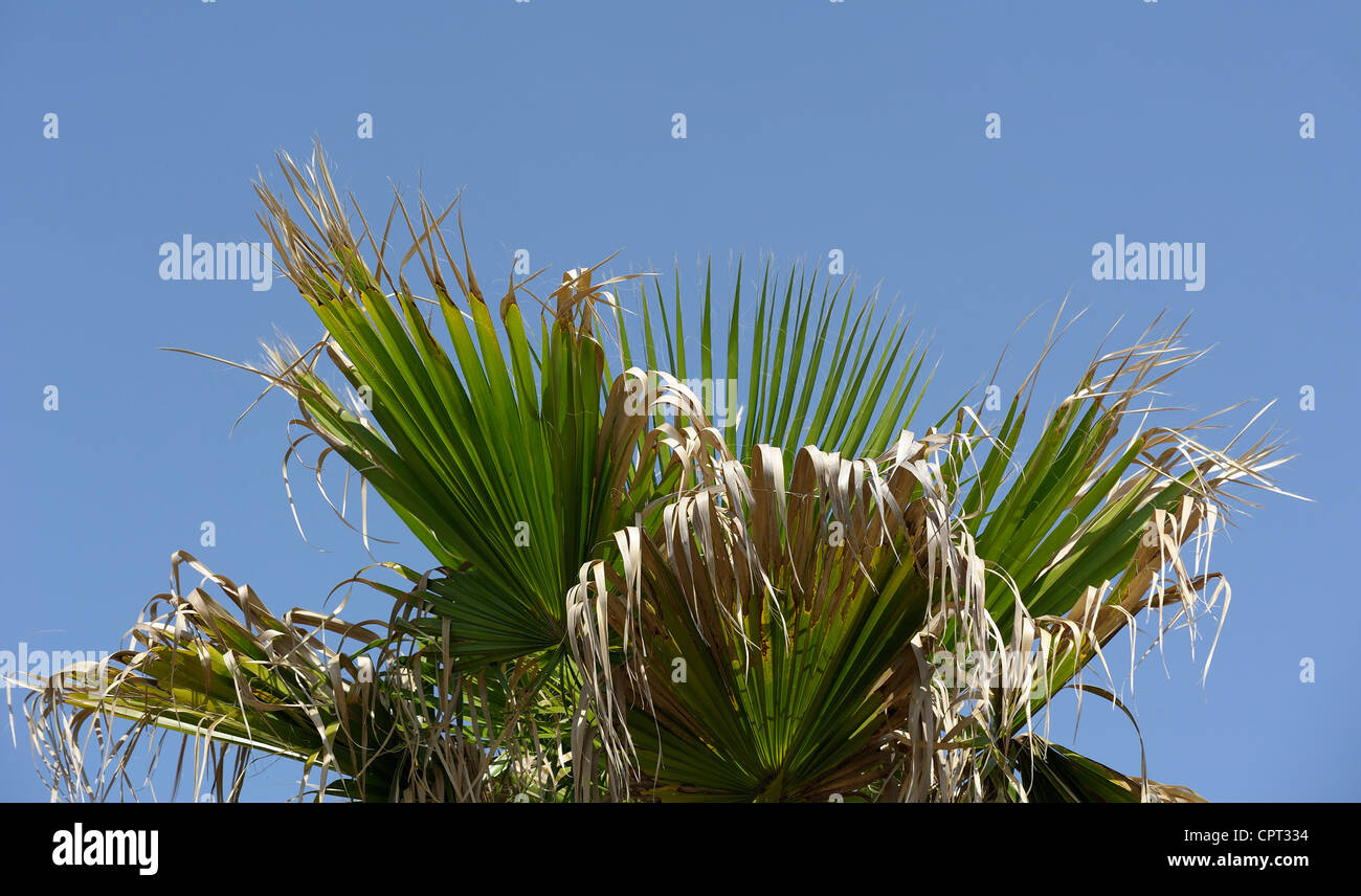 palm tree with dying leaves against a blue sky Stock Photo Alamy