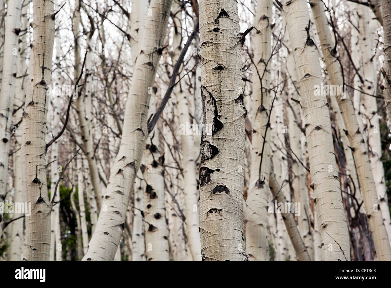 Tree Patterns - Rocky Mountain National Park - Estes Park, Colorado USA ...