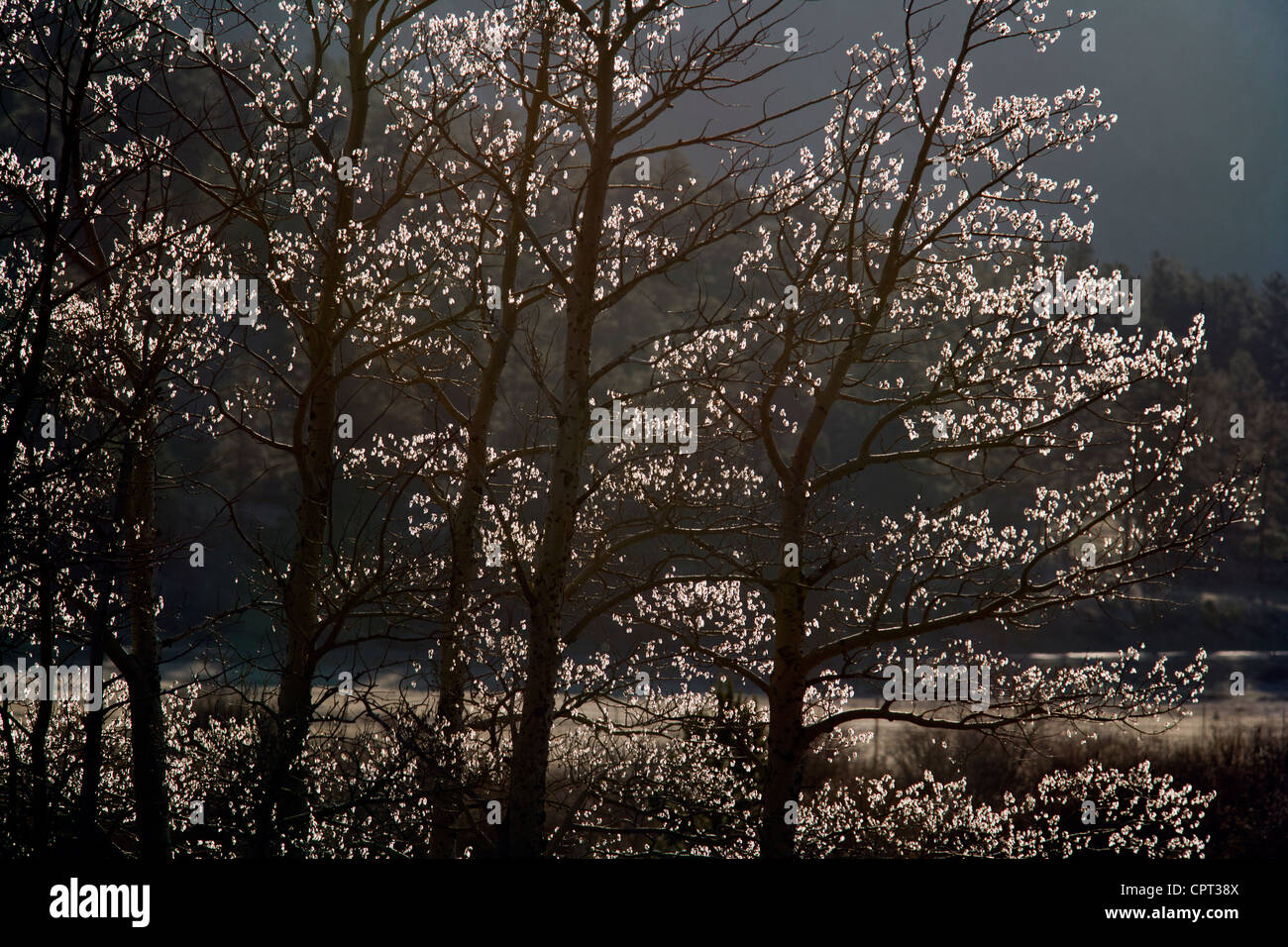 Trees in early morning light - Rocky Mountain National Park  - Estes Park, Colorado USA Stock Photo