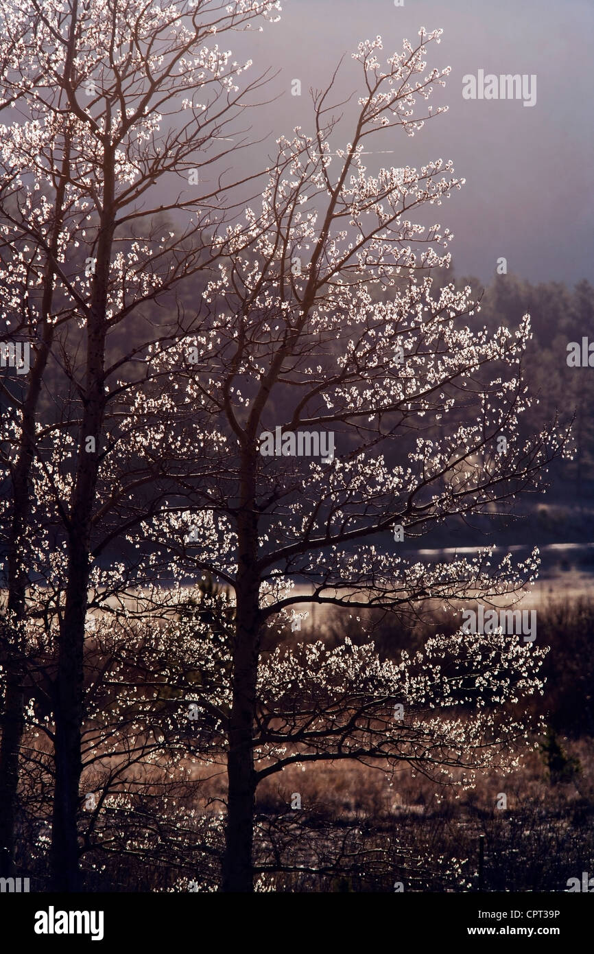 Trees in early morning light - Rocky Mountain National Park  - Estes Park, Colorado USA Stock Photo