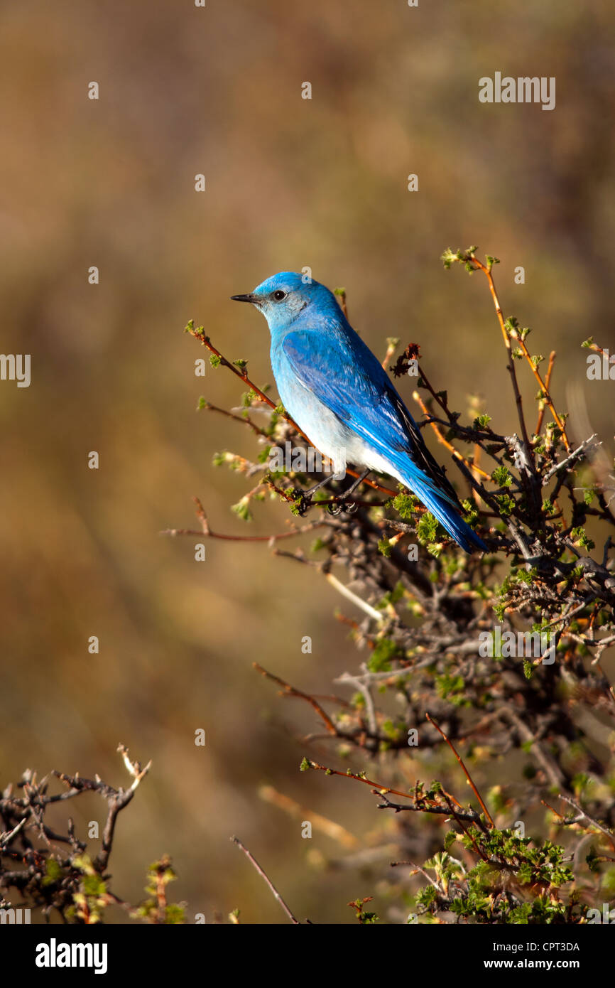 Rocky mountain bluebird hi-res stock photography and images - Alamy