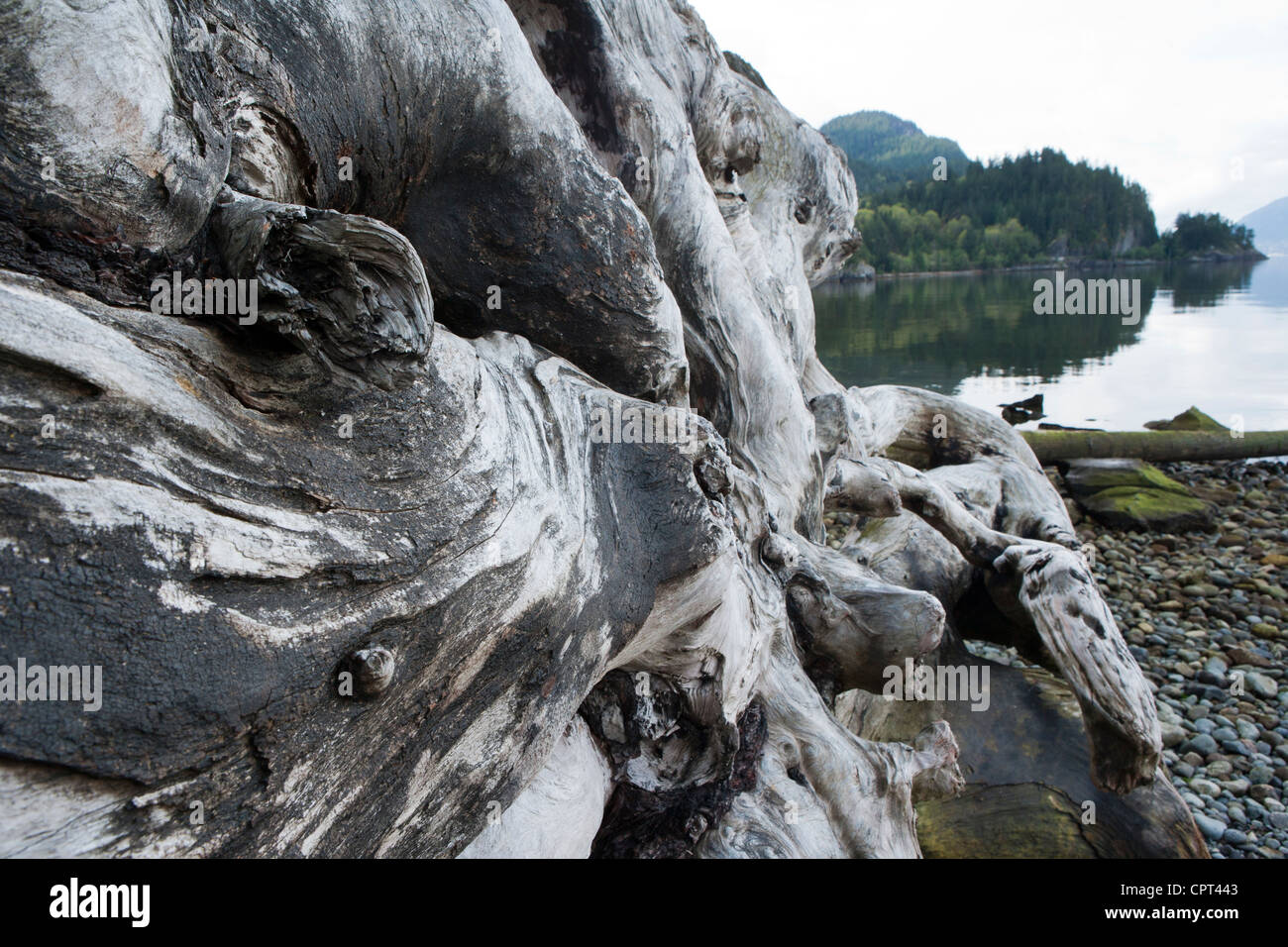 Driftwood Patterns - Porteau Cove Provincial Park - Howe Sound - Sea to Sky Highway, near Vancouver, British Columbia, Canada Stock Photo