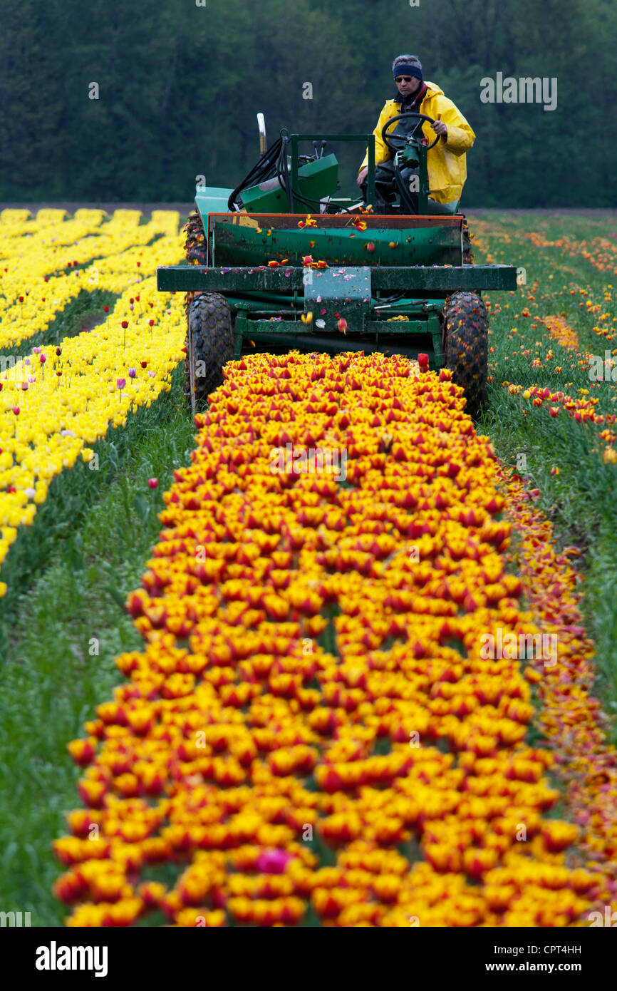 Tractor and Tulips - Seabird Island - near Agassiz, British Columbia, Canada Stock Photo